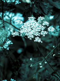 Close-up of snow on tree