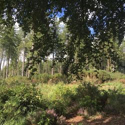 Trees growing in forest