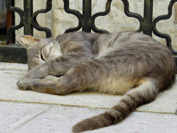 Close-up of a cat sleeping on footpath