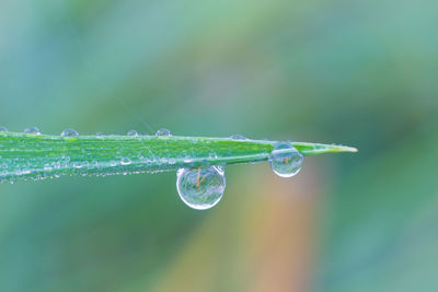 Close-up of water drops on plant