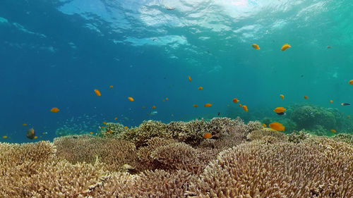 sea