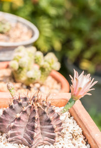 Close-up of succulent plant