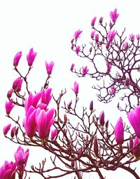 Low angle view of pink orchid blooming against clear sky