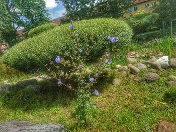 Flowers growing on tree