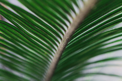 Close-up of palm leaf