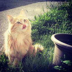 Cat in back yard