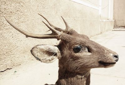 Close-up of deer on wall