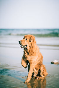 Dog looking away while sitting on shore at beach