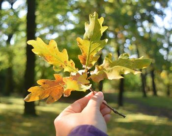 Close-up of woman holding autumn tree