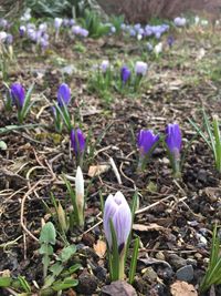 Close-up of purple crocus flowers on field