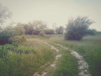 Scenic view of field against clear sky