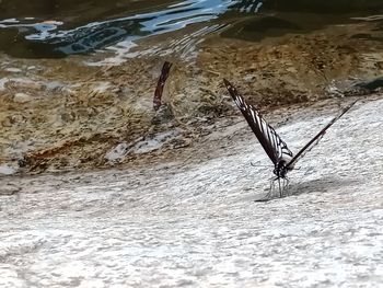 Birds in water