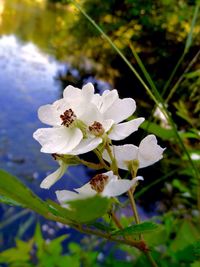 Close-up of white flowers blooming outdoors