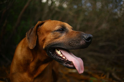 Close-up of a dog looking away