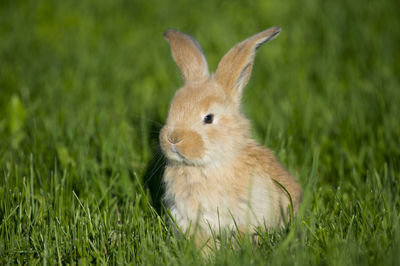 Close-up of rabbit on grassy field