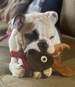 Close-up portrait of dog relaxing on toy at home
