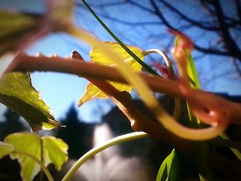 Low angle view of yellow flower tree