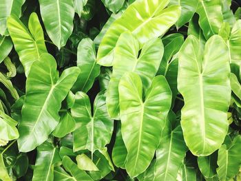 Close-up of green leaves