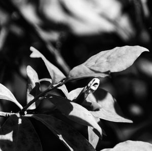 Close-up of butterfly on plant