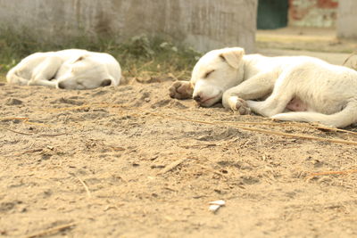 View of a lazy dog sleeping