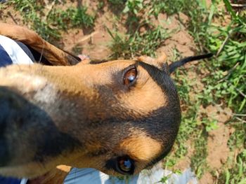 Close-up of a dog looking away