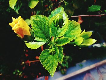 Close-up of green leaves