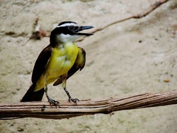 Close-up of bird perching on railing