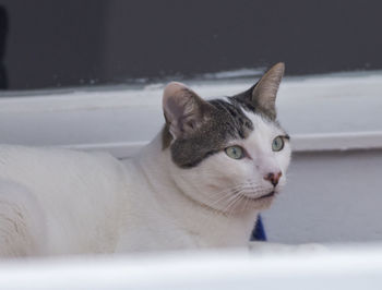 Close-up portrait of a cat