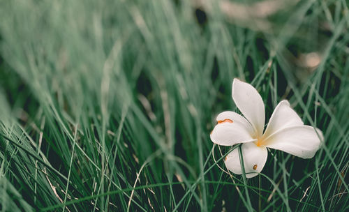 Close-up of white flowering plant on field