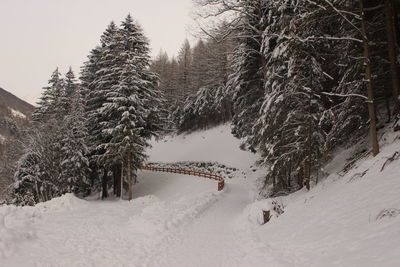 Snow covered land and trees during winter