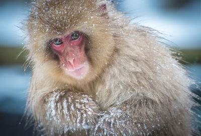 Snow monkey in a hot spring, nagano, japan.