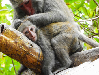 Close-up of monkey eating