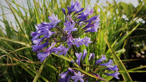 Close-up of purple flowering plants on field