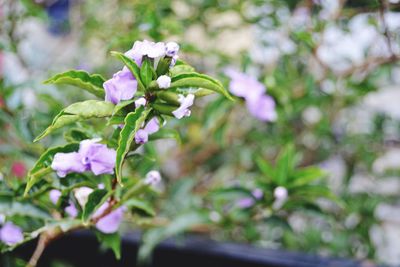 Close-up of purple flowering plant