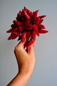 Close-up of cropped hand holding red chili peppers against gray background