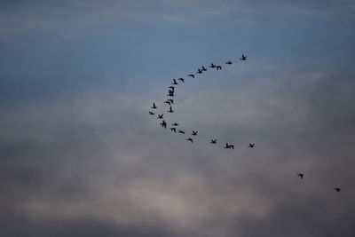 Low angle view of birds flying against cloudy sky