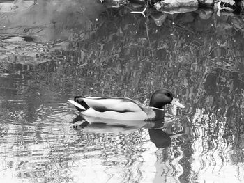 View of ducks swimming in lake
