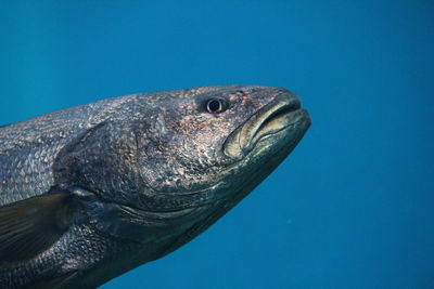 Close-up of turtle swimming in sea