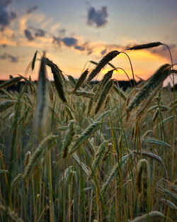 Close-up of wheat field against sky during sunset