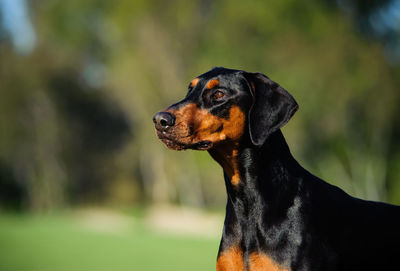 Side view of doberman pinscher at park