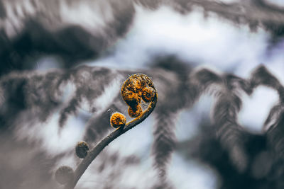 Close-up of frost on plant