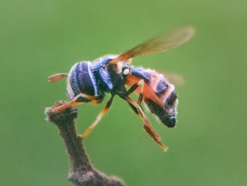 Close-up of insect on flower