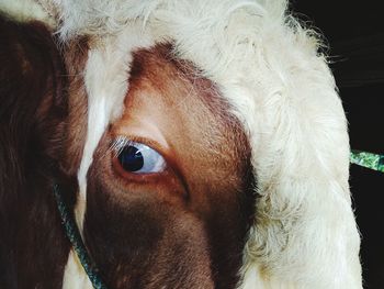 Close-up portrait of dog