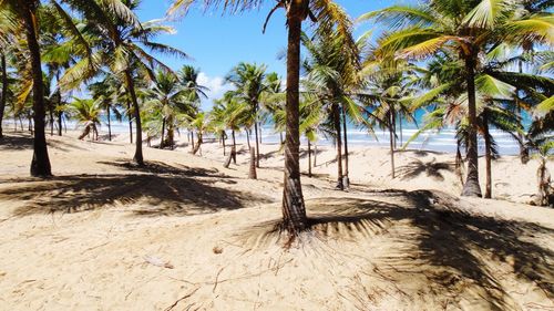 Coconut palm trees on shore at beach