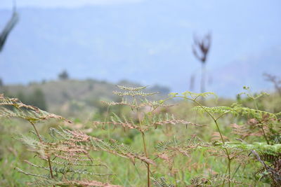 Close-up of flowering plants on field