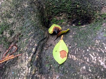 High angle view of lizard on leaf