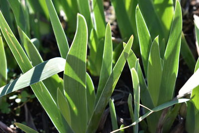 Close-up of fresh green plant