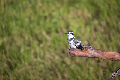 Bird perching on a land