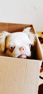 Portrait of dog in cardboard box