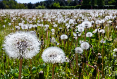 Close-up of white dandelion flowers